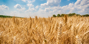 精麦とは≫-1 精麦とは≫-1